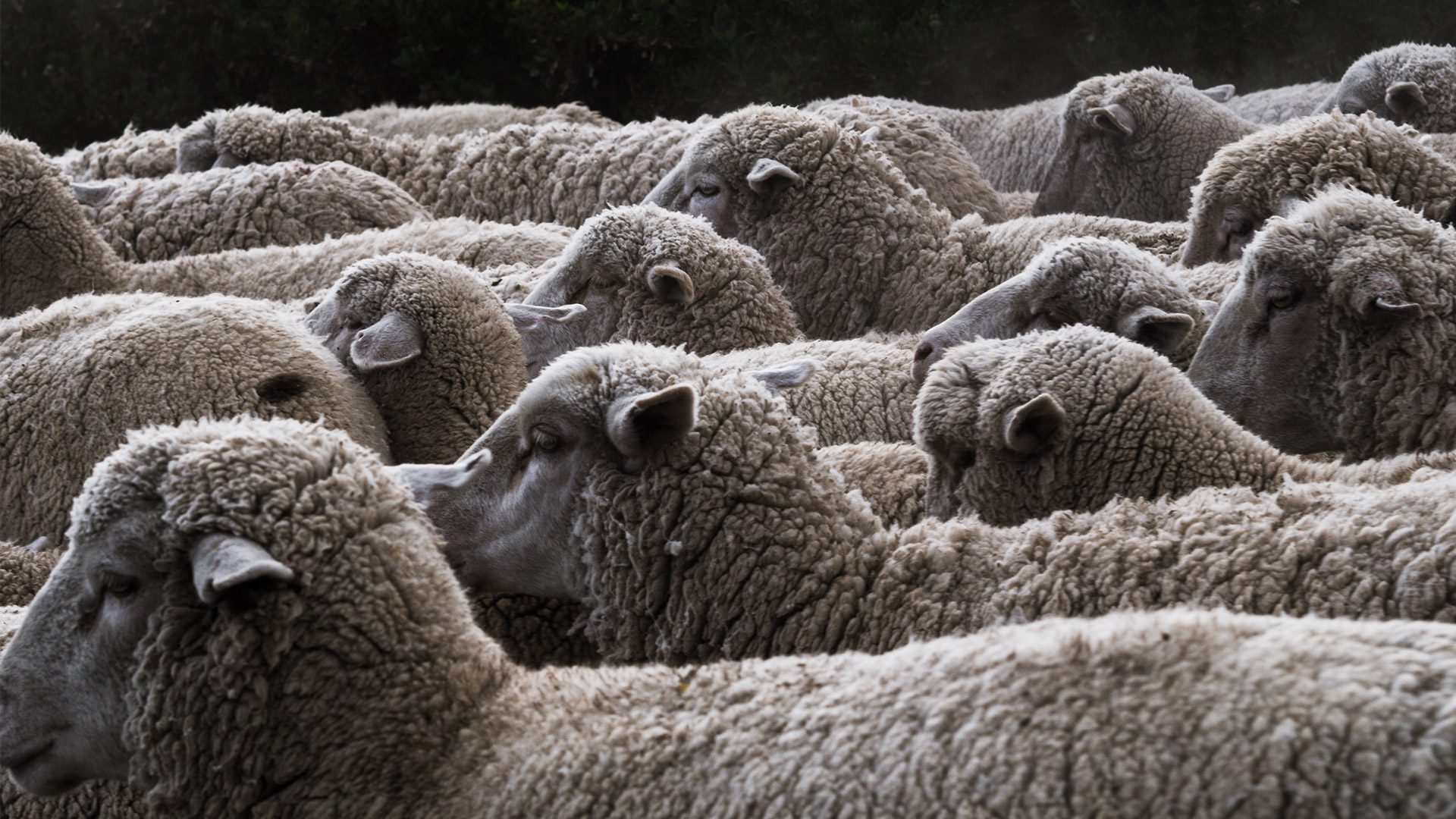 Текстиль овцы фото